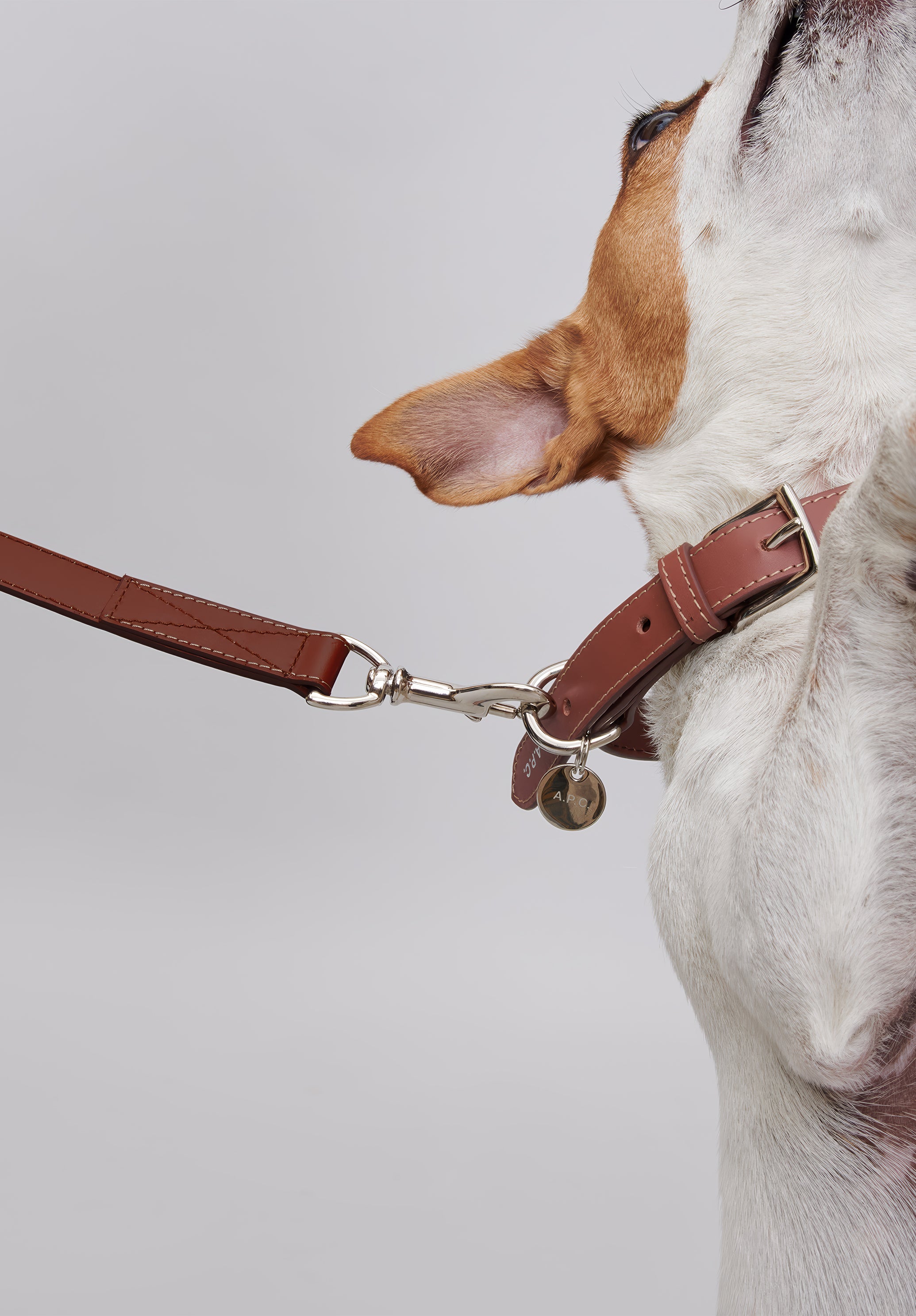 Toutou leather leash - 5